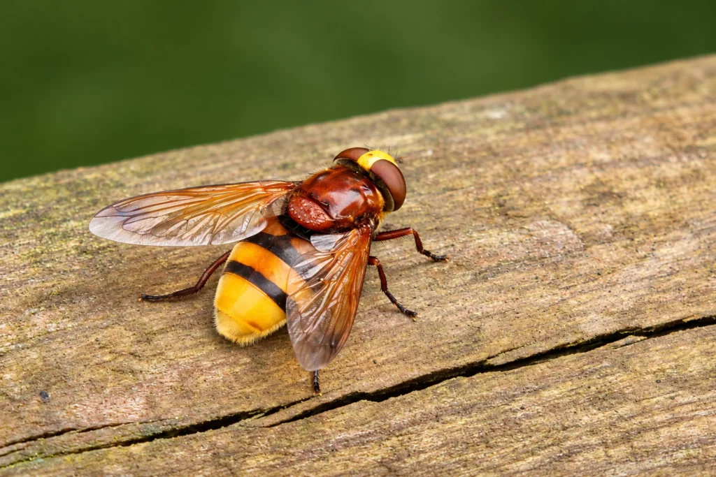 Mouche volucelle zonée
